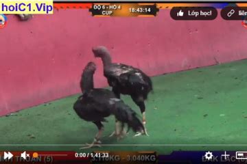 [LIVE] Trường Gà Đắk Puer 888 & Lệ Thanh 10/05/2024 .